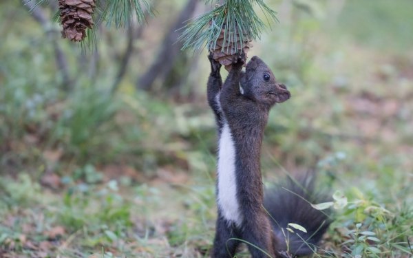 Animal Squirrel Rodent Pine Cone HD Wallpaper | Background Image