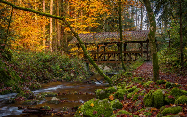 moss river bridge forest Baden-Württemberg Germany photography fall HD Desktop Wallpaper | Background Image