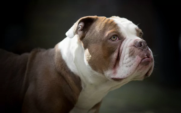 dog Animal bulldog HD Desktop Wallpaper | Background Image