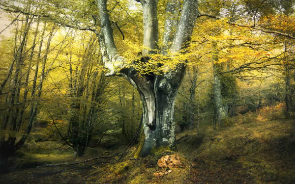 nature forest fall fall forest HD Desktop Wallpaper | Background Image