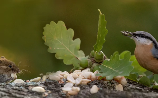 acorn rodent nut mouse Animal nuthatch HD Desktop Wallpaper | Background Image