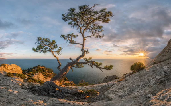 coast pine tree crimea nature sunset landscape sea sunbeam HD Desktop Wallpaper | Background Image