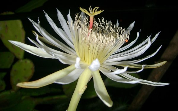Earth Flower Flowers White Flower Macro Nature Petal HD Wallpaper | Background Image