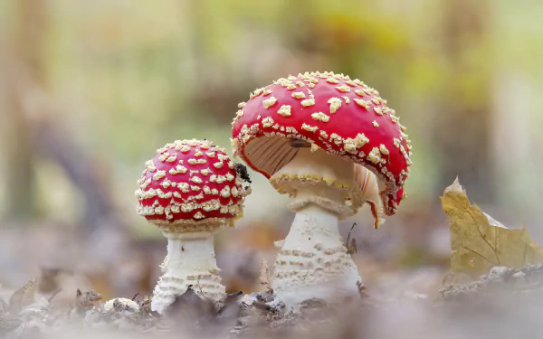 macro fly agaric nature mushroom HD Desktop Wallpaper | Background Image