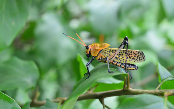 insect macro Animal grasshopper HD Desktop Wallpaper | Background Image