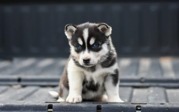 siberian husky puppy baby animal dog Animal husky HD Desktop Wallpaper | Background Image