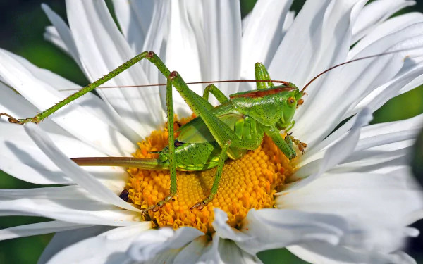 insect chamomile macro flower Animal grasshopper HD Desktop Wallpaper | Background Image