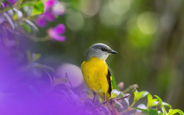 Yellow-bellied minivet animal perched among purple blossoms with soft bokeh — 5K Ultra HD PC desktop wallpaper and background.