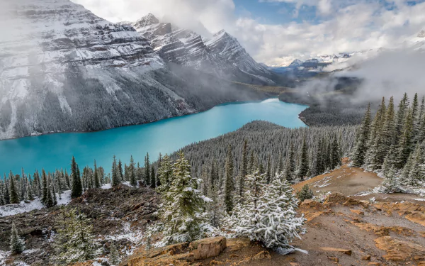 snow fir tree lake nature mountain peyto lake HD Desktop Wallpaper | Background Image