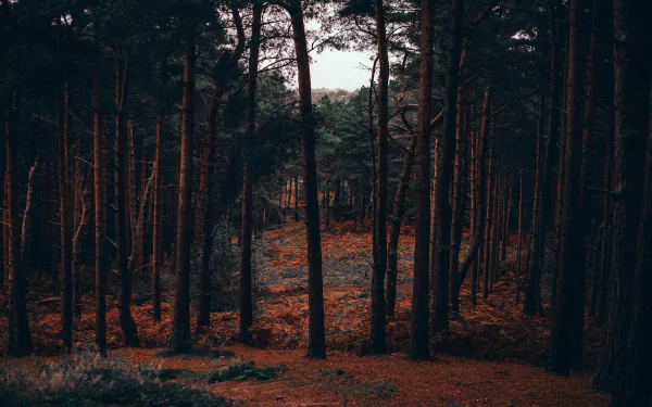 Moody fall pine forest with tall trunks and orange-brown needle litter, rendered as a 4K Ultra HD PC desktop wallpaper and background.