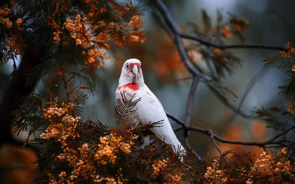 White Long-billed Corella parrot perched among orange blossoms, rich colors and soft background bokeh — 2K Quad HD PC desktop wallpaper/background.