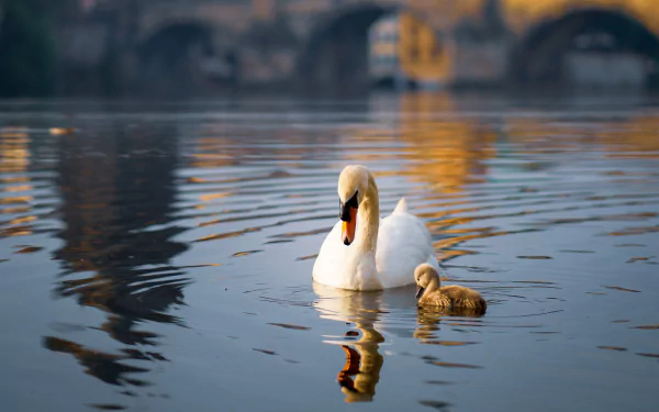 pond chick swan bird Animal mute swan HD Desktop Wallpaper | Background Image