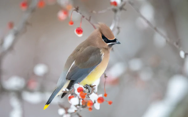 4K Ultra HD PC desktop wallpaper: a cedar waxwing perched on a snowy branch with bright red berries, soft winter bokeh background.