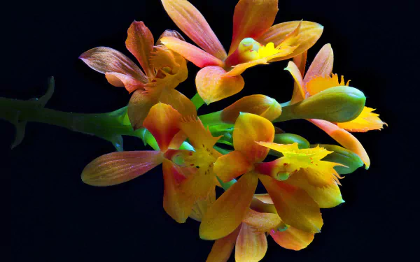 petal flower nature orchid HD Desktop Wallpaper | Background Image