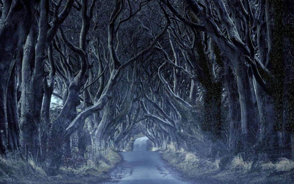 Northern Ireland tunnel tree road man made path HD Desktop Wallpaper | Background Image