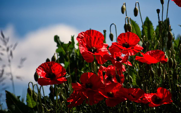insect bumblebee red flower nature poppy HD Desktop Wallpaper | Background Image
