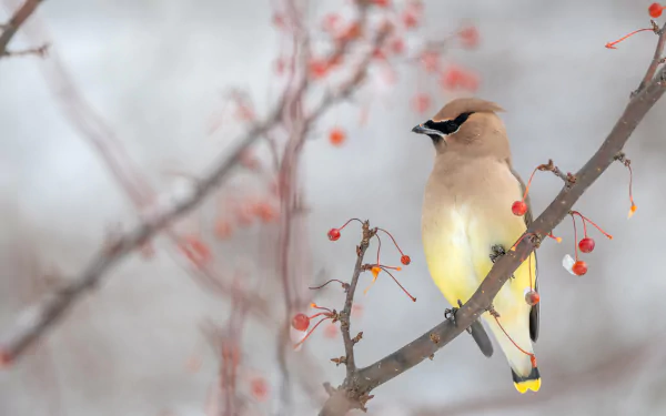 bird berry branch Animal waxwing HD Desktop Wallpaper | Background Image