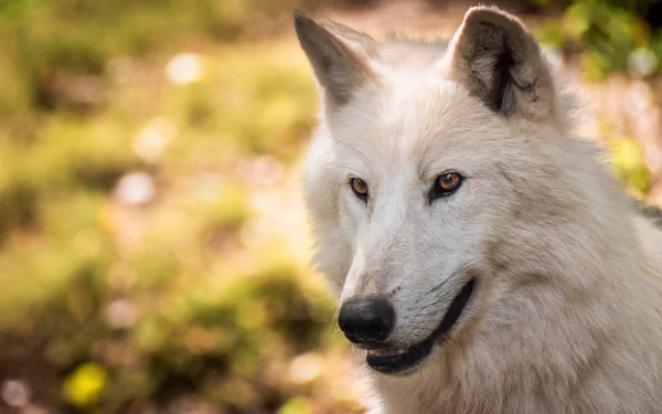 white wolf wolf muzzle Animal arctic wolf HD Desktop Wallpaper | Background Image