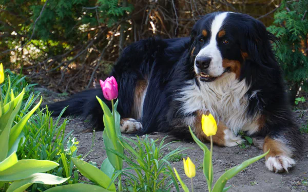 tulip dog Animal bernese mountain dog HD Desktop Wallpaper | Background Image
