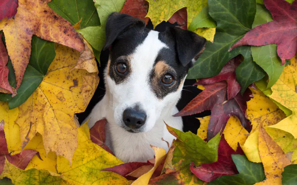 maple leaf puppy dog Animal jack russell terrier HD Desktop Wallpaper | Background Image