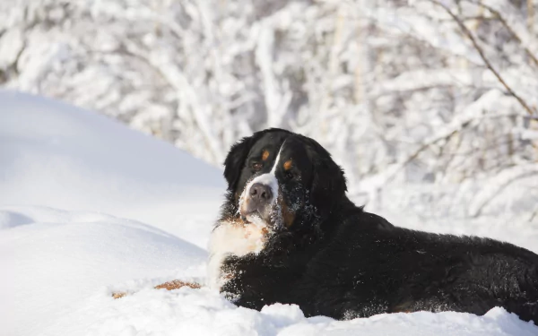 A Bernese Mountain Dog lies in the snow during winter, captured in a crisp 4K Ultra HD image with a snowy forest background.
