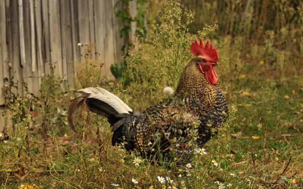 A detailed 4K Ultra HD desktop wallpaper featuring a vibrant rooster standing among wildflowers near a rustic wooden fence.