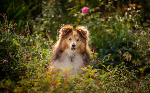 dog Animal shetland sheepdog HD Desktop Wallpaper | Background Image
