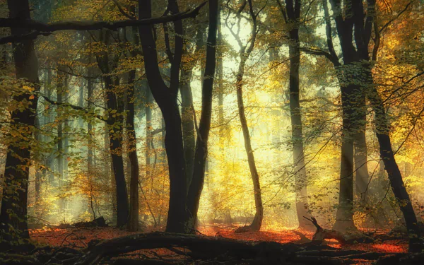 HD desktop wallpaper of a serene forest bathed in soft golden light, showcasing vibrant fall foliage and the peaceful beauty of nature in autumn.