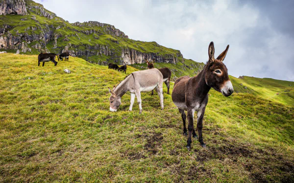 Animal donkey HD Desktop Wallpaper | Background Image