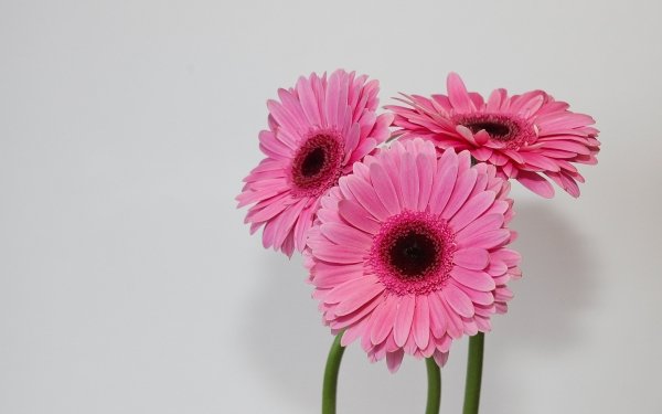 Earth Gerbera Flowers Petal Pink Flower HD Wallpaper | Background Image