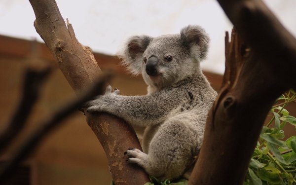 Animal Koala Trunk Zoo HD Wallpaper | Background Image