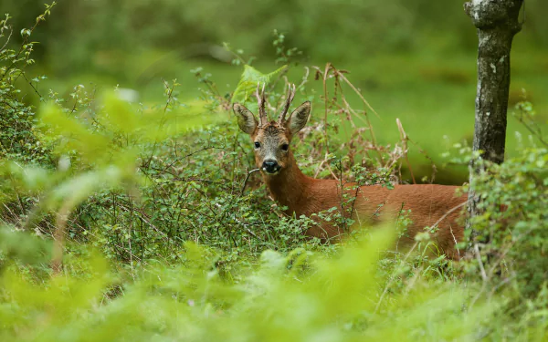 Roe deer peering through lush green undergrowth in a forest, captured as a 2K Quad HD PC desktop wallpaper and background.