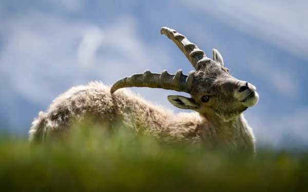 A close-up of a mountain goat resting with blurred blue sky in the background, captured in 4K Ultra HD for a crisp PC desktop wallpaper.