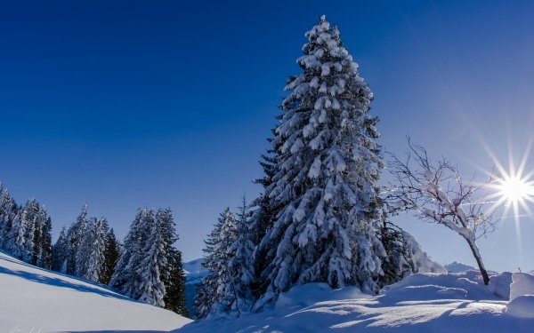 Earth Winter Forest Sky Sun Snow Spruce HD Wallpaper | Background Image