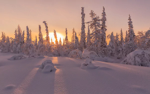 HD PC desktop wallpaper and background of a winter sunset with snow-covered fir trees, the low sun glowing through a pink‑orange sky and long shadows across pristine snow.