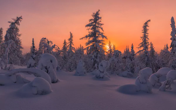 fir tree nature snow forest winter sunset HD Desktop Wallpaper | Background Image