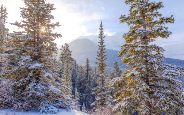 HD PC desktop wallpaper and background: snow-dusted fir trees in a serene winter mountain nature scene with soft morning light.