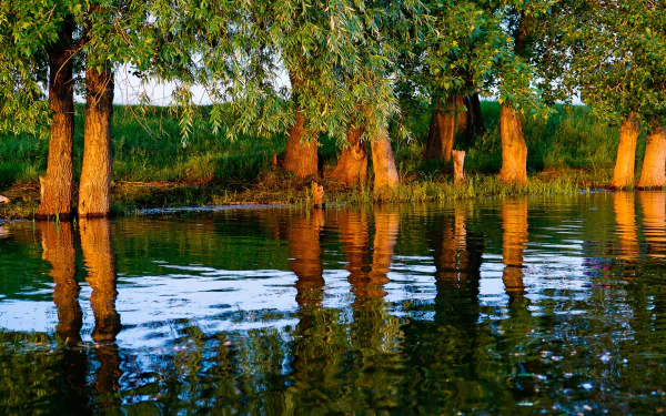 reflection trunk nature river HD Desktop Wallpaper | Background Image