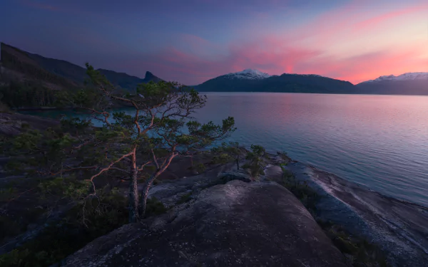 5K Ultra HD PC desktop wallpaper: Norwegian fjord coastline at sunset with a windswept pine on rocky foreground, calm water and snow-capped mountains under a pink-purple sky.