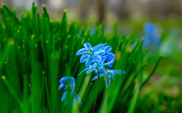 spring blur blue flower bluebell nature flower HD Desktop Wallpaper | Background Image