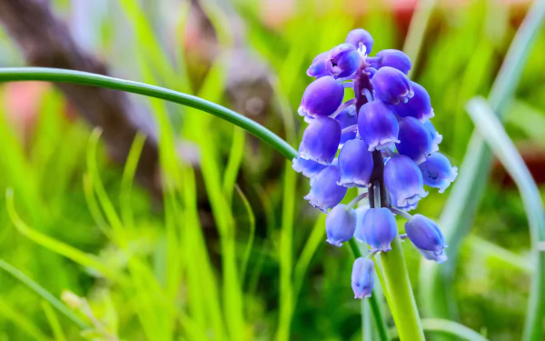 Blue hyacinth close-up amid blurred spring greenery, nature scene rendered as a 4K Ultra HD PC desktop wallpaper background.