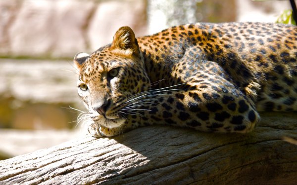 Animal Jaguar Cats Leopard HD Wallpaper | Background Image