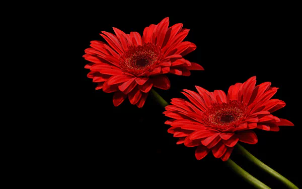 nature gerbera HD Desktop Wallpaper | Background Image