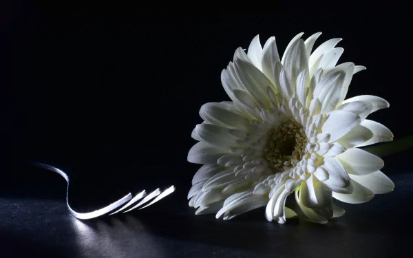 chrysanthemum fork flower photography macro HD Desktop Wallpaper | Background Image