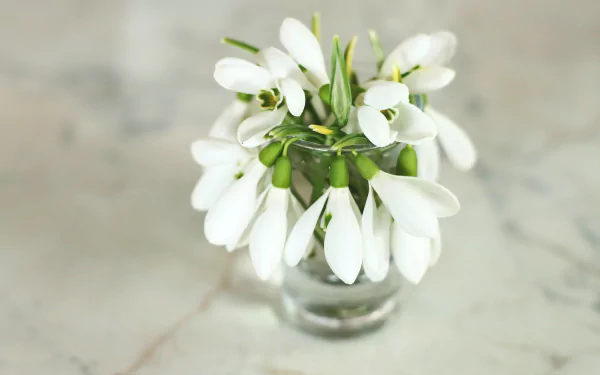 snowdrop white flower bouquet man made flower HD Desktop Wallpaper | Background Image