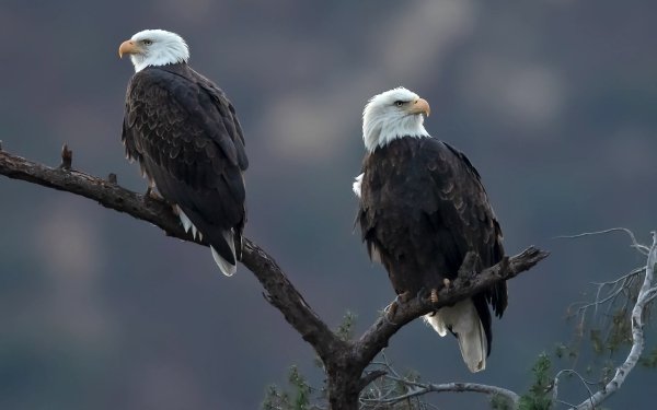 Animal Bald Eagle Birds Eagles Bird Bird Of Prey HD Wallpaper | Background Image
