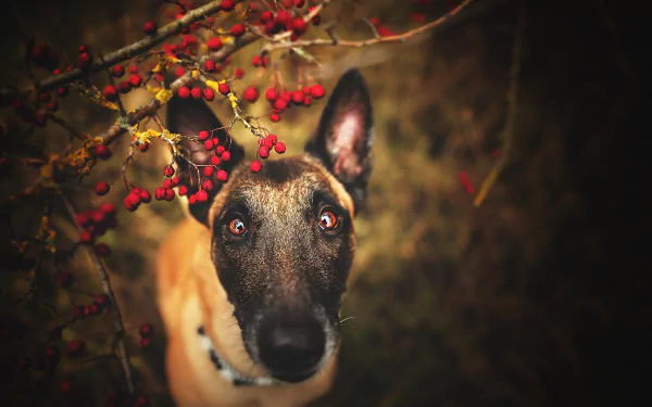 belgian shepherd Malinois dog Animal Belgian Malinois HD Desktop Wallpaper | Background Image