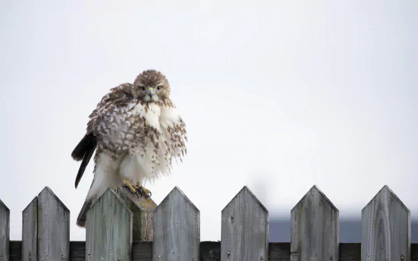 fence Animal bird HD Desktop Wallpaper | Background Image