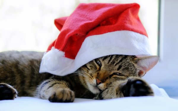 Animal Cat Cats Santa Hat HD Wallpaper | Background Image