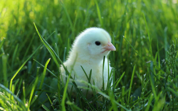 A close-up 4K Ultra HD image of a white chick nestled in vibrant green grass, showcasing the delicate features of this young bird in a natural setting.